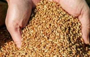 На Луганщині росіяни відібрали у фермерів і вивезли 70 тисяч тонн зерна