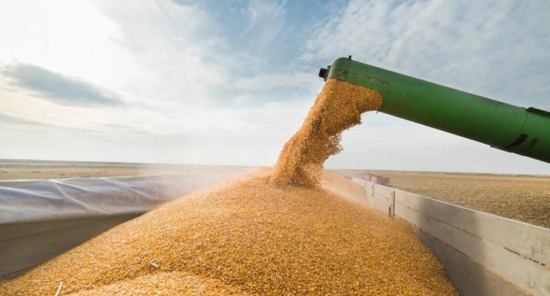 Скільки зерна планують вивезти з України й коли
