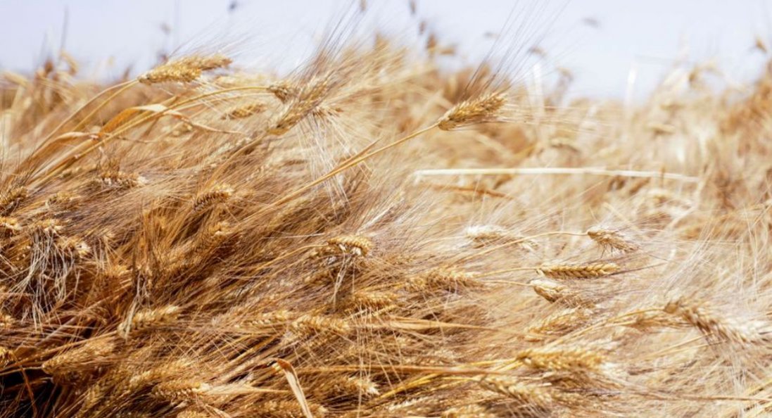 Єгипет розірвав з Україною контракти на постачання 240 тисяч тонн пшениці