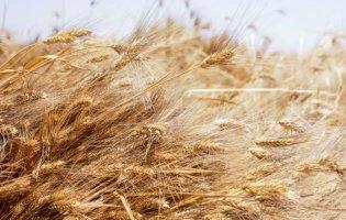 Єгипет розірвав з Україною контракти на постачання 240 тисяч тонн пшениці