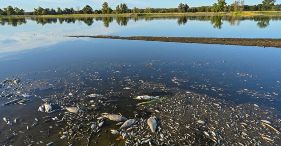 У річці на кордоні Польщі та Німеччини масово вимерла риба