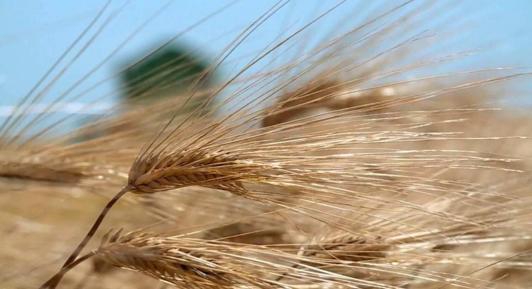 Волинь - у п'ятірці лідерів зі збору врожаю