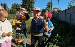Вихованці Підгайцівського дитсадка збирали осінній урожай