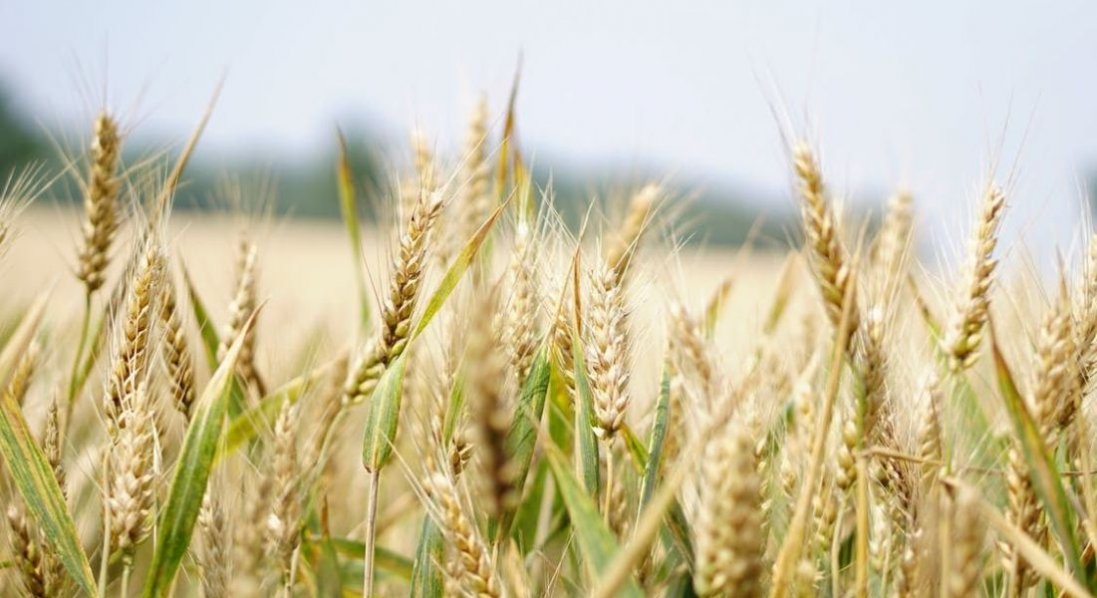 Зерновий коридор: у вересні можуть експортувати до 5,5 млн тонн аграрної продукції