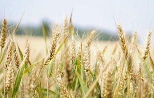 Зерновий коридор: у вересні можуть експортувати до 5,5 млн тонн аграрної продукції
