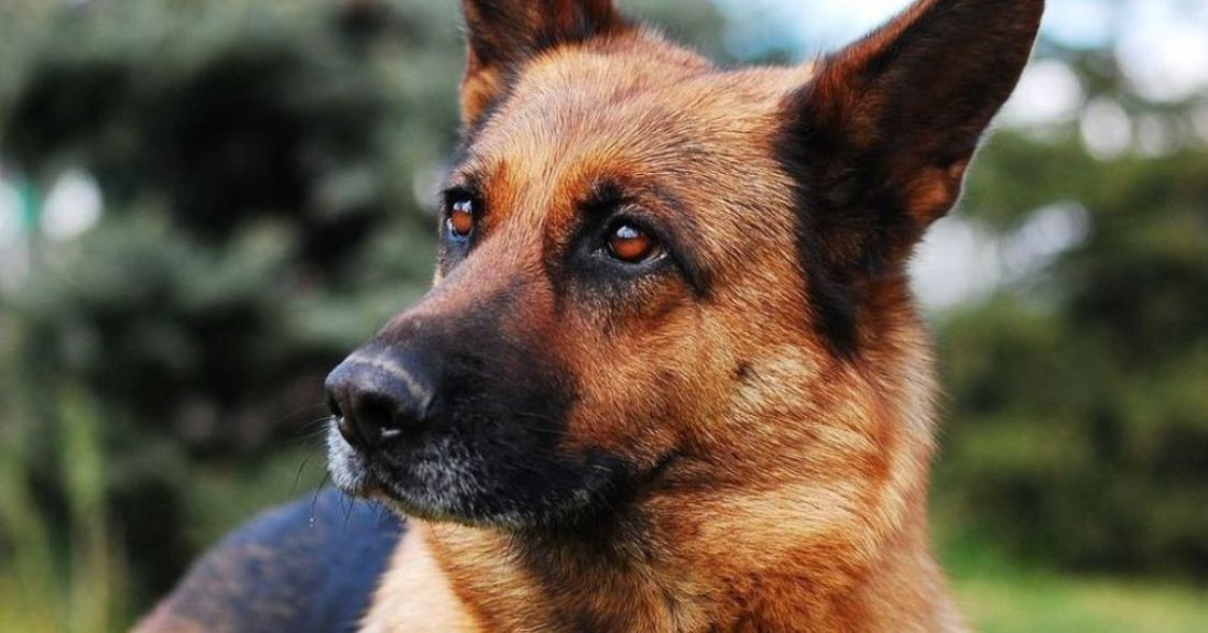 «Вбивав та їв собак»:  на Житомирщині  суд виніс вирок живодеру
