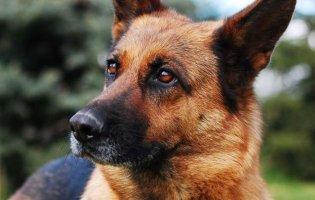 «Вбивав та їв собак»:  на Житомирщині  суд виніс вирок живодеру