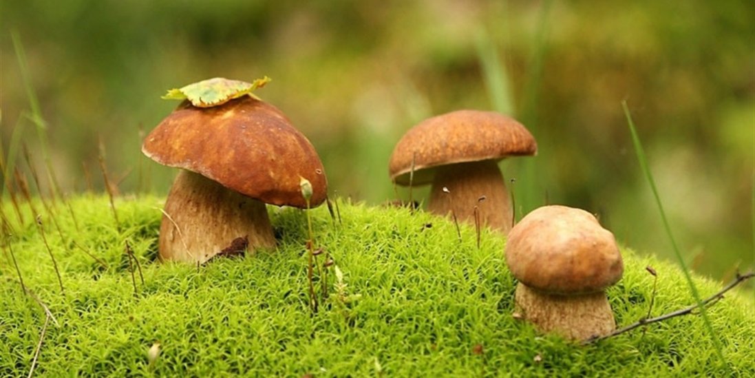 Де біля Луцька можна зібрати гриби
