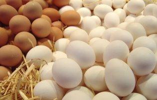 Чи подешевшають в Україні курячі яйця