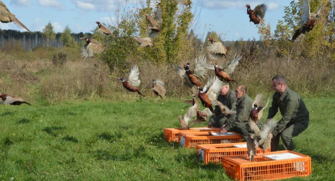 Волинські лісівники випустили на волю 100 фазанів