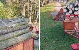 У луцькому парку чоловік незаконно зрізав дерева