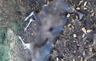 На Волині загинув червонокнижний лось