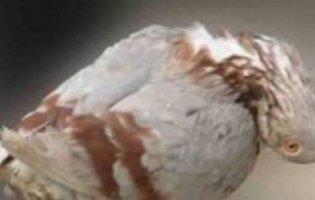 У Британії таємнича хвороба перетворює голубів на зомбі