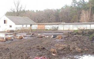 Обстріл Чернігівщини: за добу загинули майже 50 корів