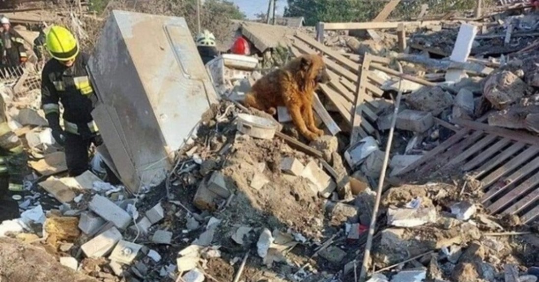 Помер пес Крим, який оплакував загиблих господарів після ракетного удару в Дніпрі