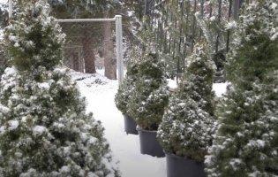 Скільки на Волині коштує новорічна ялинка-2023