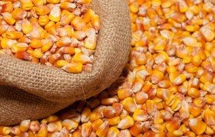 Україна цьогоріч найбільший дохід отримала від експорту кукурудзи та олії