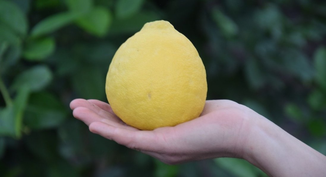 Як у селищі на Волині взимку вирощують лимони