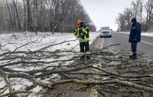 На дорогу Устилуг-Луцьк-Рівне впало дерево