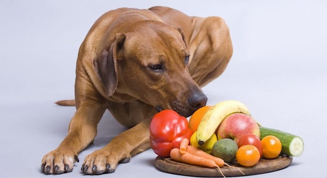 Можно ли кормить собаку овощами и фруктами