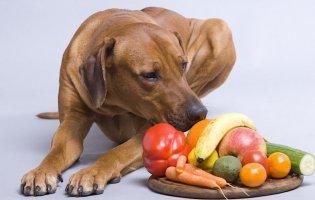 Можно ли кормить собаку овощами и фруктами