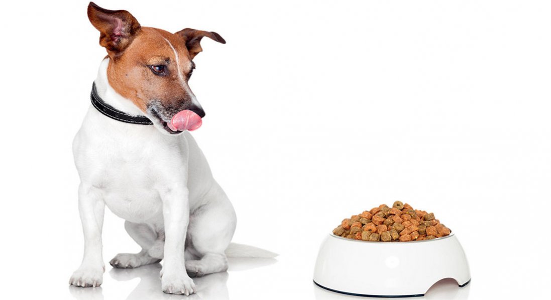 Обзор лучших типов питания для собак