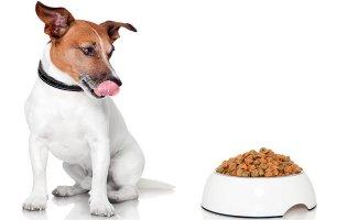 Обзор лучших типов питания для собак