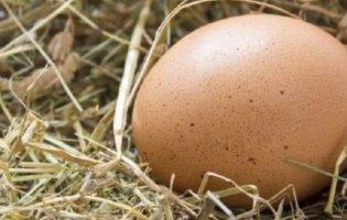 Якщо знайшли яйце вдома чи біля будинку: що робити