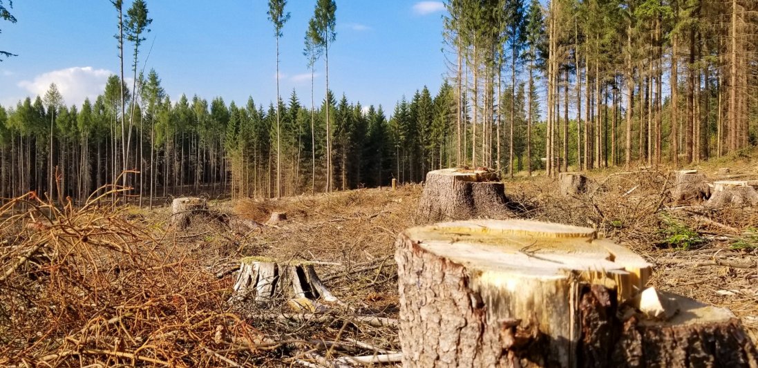На Волині лісники нарубали дров