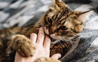 На Одещині жінка стікала кров’ю через укус кота