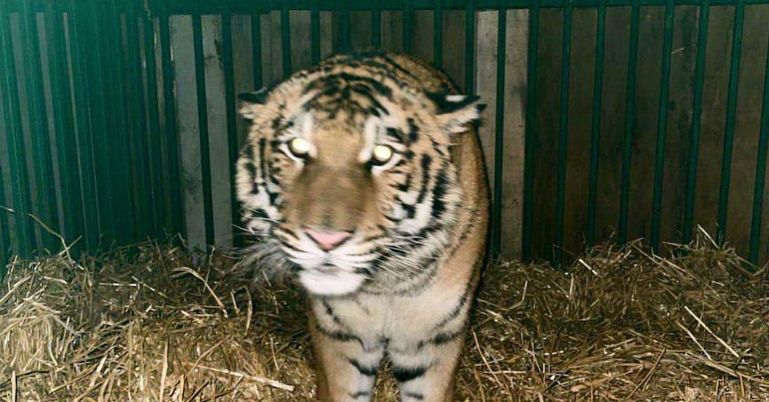На Київщині у дворі будинку тримали тигра