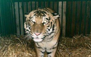 На Київщині у дворі будинку тримали тигра