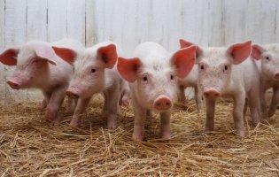 На Волині зафіксували випадок Африканської чуми свиней