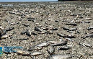 Руйнування греблі Каховської ГЕС: на Дніпропетровщині масово загинула риба