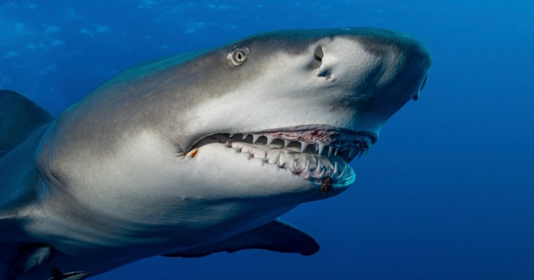 У Єгипті акула з’їла росіянина