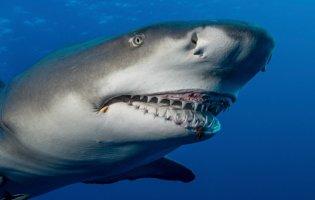 У Єгипті акула з’їла росіянина