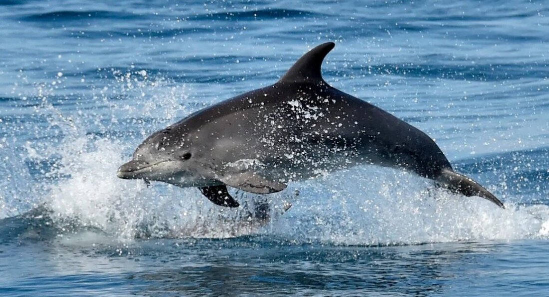 У Севастополі окупанти подвоїли кількість бойових дельфінів для захисту бази
