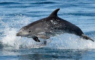 У Севастополі окупанти подвоїли кількість бойових дельфінів для захисту бази