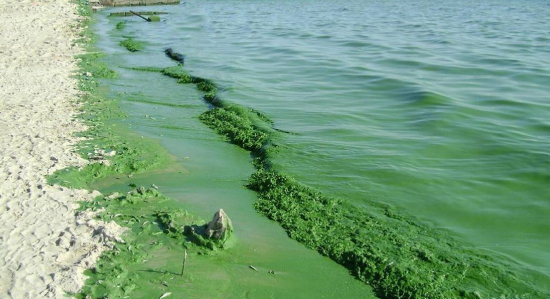 В Одесі в морській воді виявили холероподібний вібріон