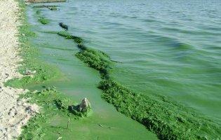 В Одесі в морській воді виявили холероподібний вібріон
