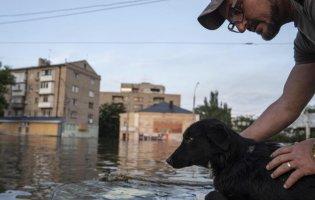 В Україні просять забрати врятованих тварин з Херсонщини: є умови