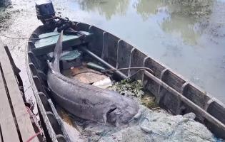 На Одещині вбили червонокнижну білугу