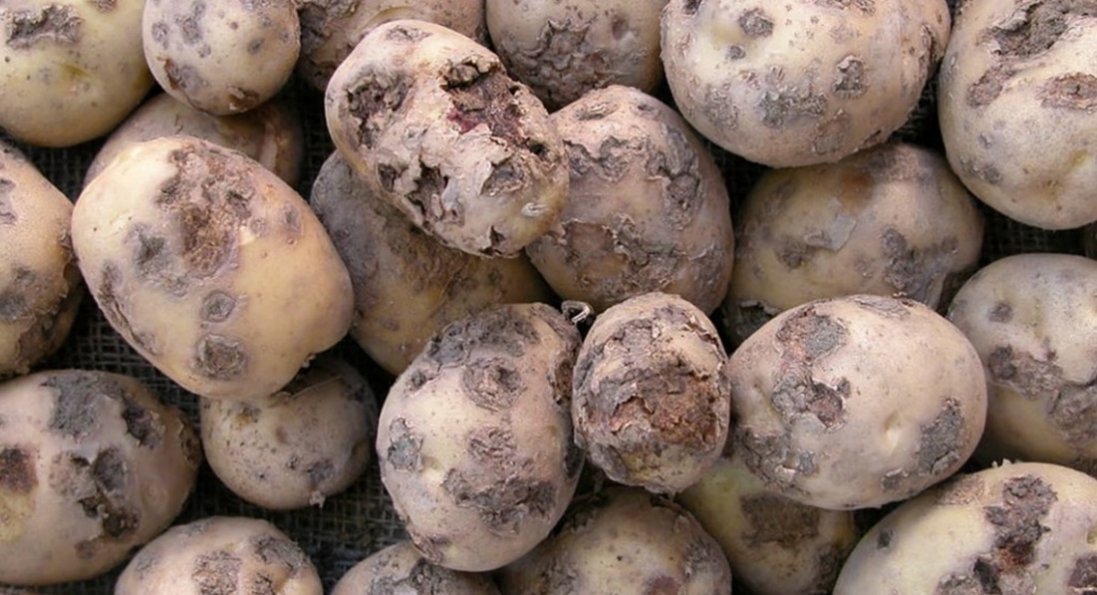 На Львівщині люди отруїлися газами картоплі: є загиблі
