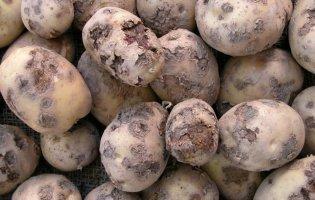 На Львівщині люди отруїлися газами картоплі: є загиблі