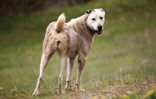 На Одещині жінку загриз її собака