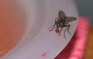 Як позбутися мух в будинку: перевірений метод