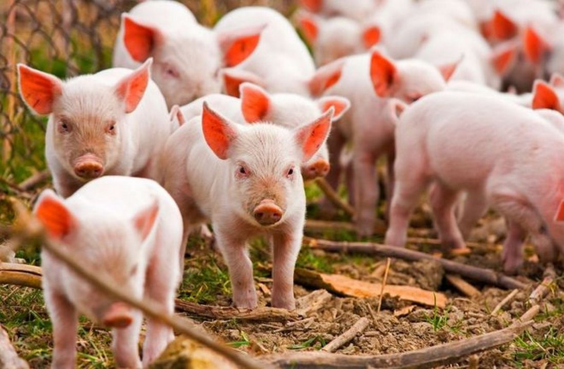БМВД для свиней: особенности состава и рекомендации как его сделать своими руками