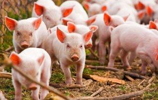 БМВД для свиней: особенности состава и рекомендации как его сделать своими руками
