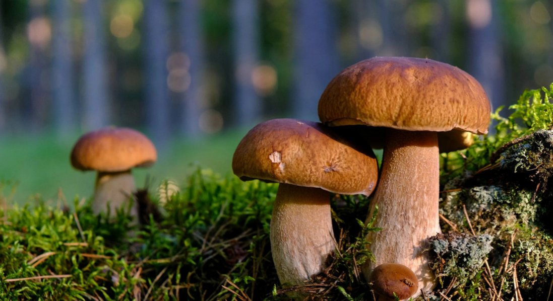 Чому гриби не безпечні для пенсіонерів
