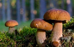 Чому гриби не безпечні для пенсіонерів